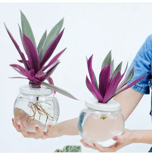 purple plants glass jar gardening