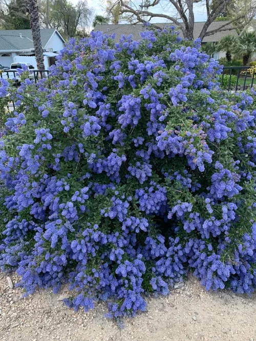 5-6 Foot Evergreen Shrubs For Privacy 112