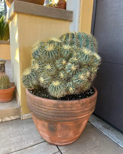 Cactus Needles to Dissolve