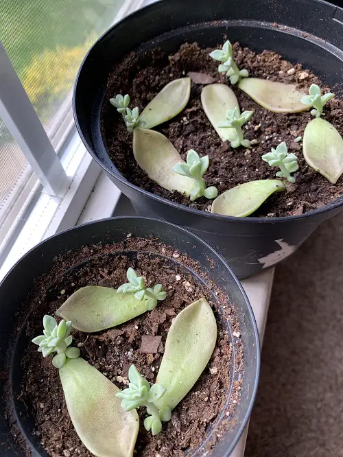 best succulents that grow from leaves 3