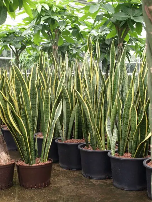 Can a Snake Plant Live Outside