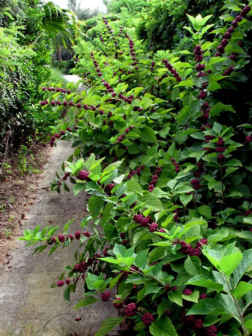 Amazing Evergreen Shrubs For Privacy 1