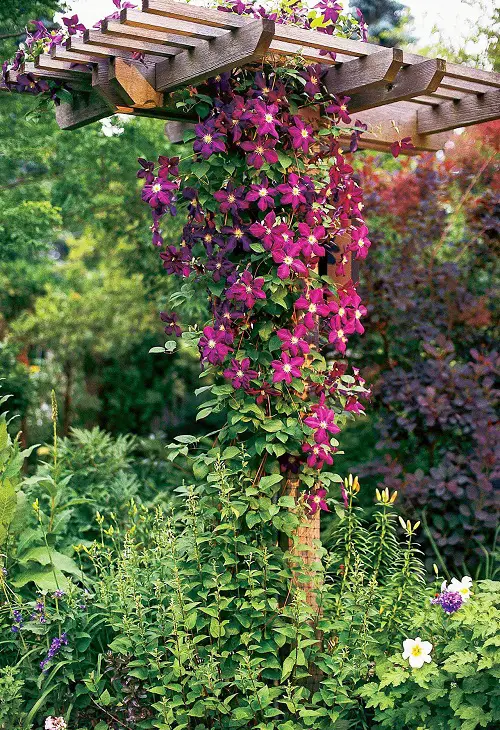 Vines that grow on trees 41