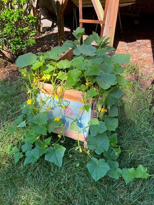 Growing Cucumbers Like Seasoned Gardeners