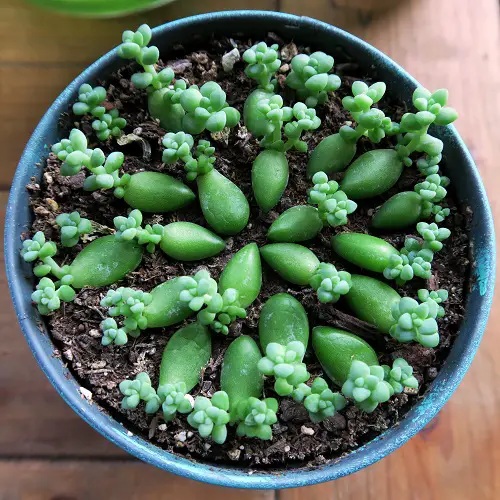best succulents that grow from leaves 1