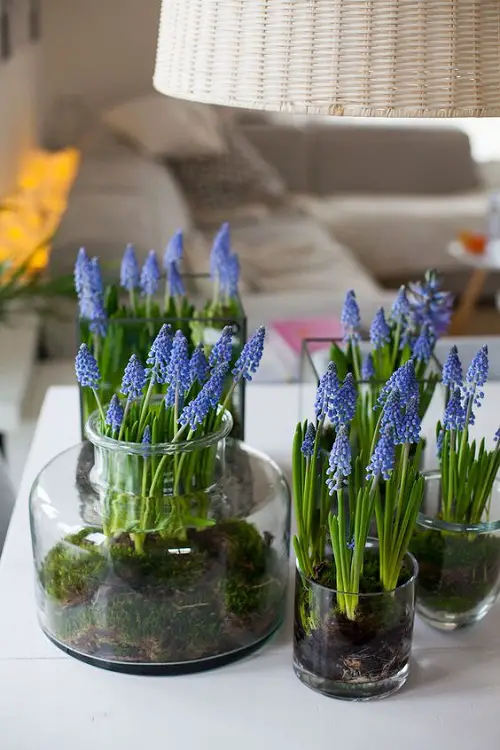 growing grape hyacinth in jar
