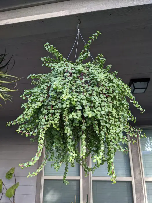 Spilling Jade Plant
