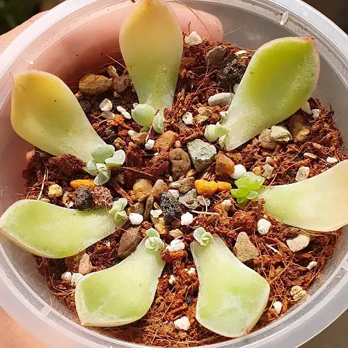 best succulents that grow from leaves 5