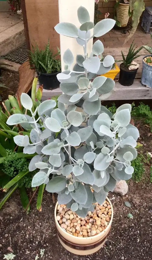Best Wasp Repellent Plants in pot