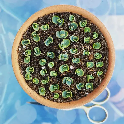 best succulents that grow from leaves 1