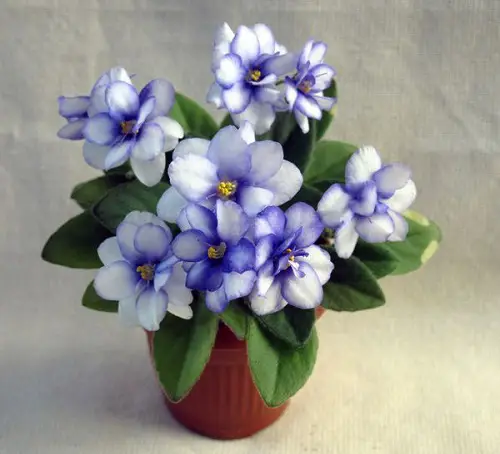 Varieties of African Violet With Dual-Color Flowers