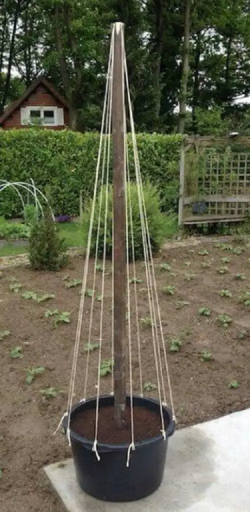 potted plants trellis 11