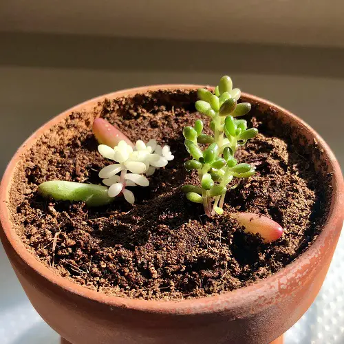 succulents leaf propagation 3