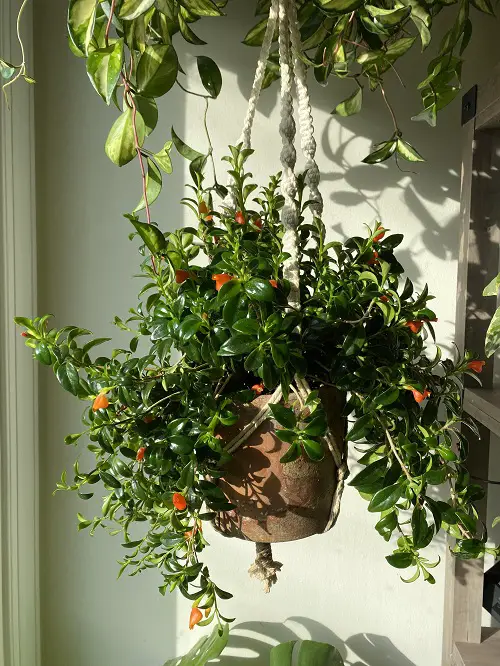 Amazing Plants For Hanging From the Ceiling