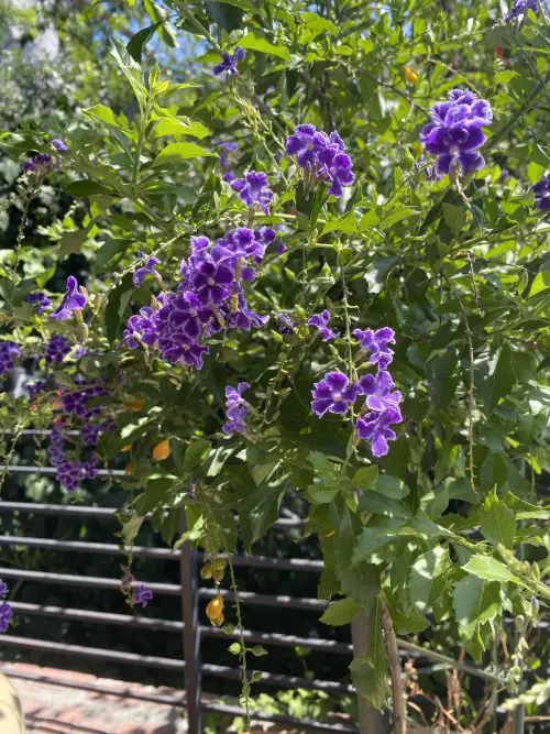 Evergreen Shrubs For Privacy in garden 