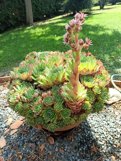 Hens and Chicks in garden