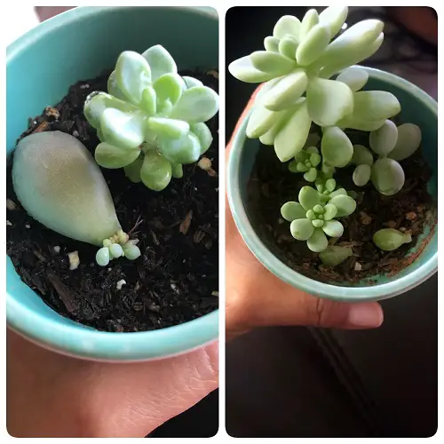 best succulents that grow from leaves 6