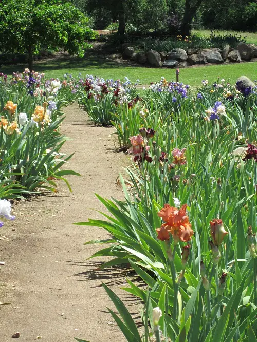 amazing iris arrangements 1
