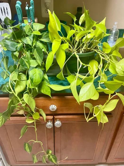 Pothos Vs Philodendron 2