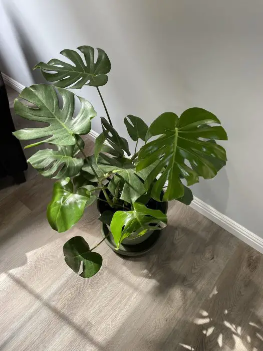 Grow Bigger Monstera 3