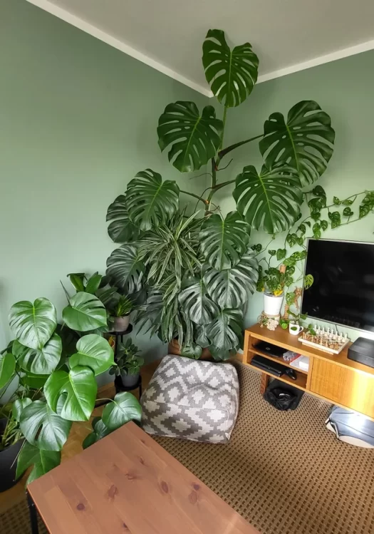 Grow Bigger Monstera