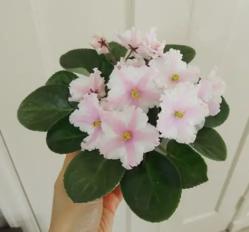 Blooms in Two Colors on African Violet Varieties 2