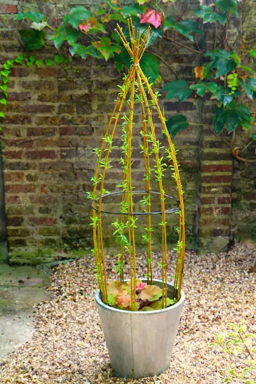 Ideas for Potted Plants 34