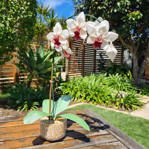 Orchid Pot for Porch Table arrangement