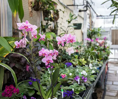 Orchid bed Arrangement Ideas