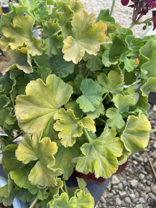 Geranium Leaves Turn Yellow 2