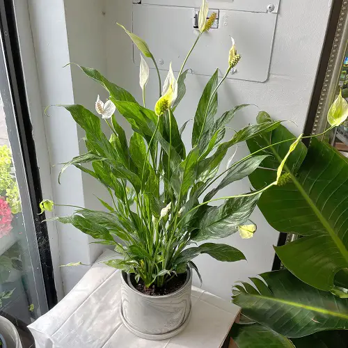 Amazing Plants That Release Oxygen 24 Hours