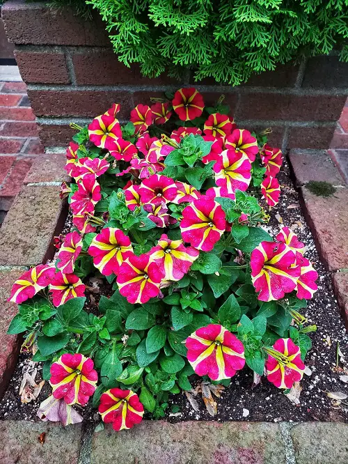 Reviving Petunias to die .