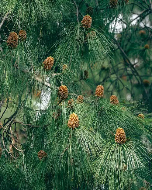 Plants With Future Predictions