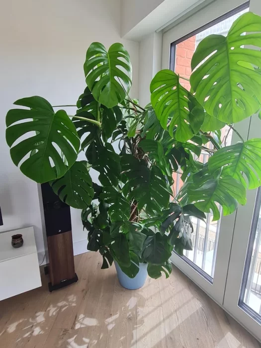 Grow Bigger Monstera