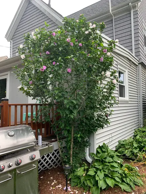 Texas Shrubs for Privacy Production