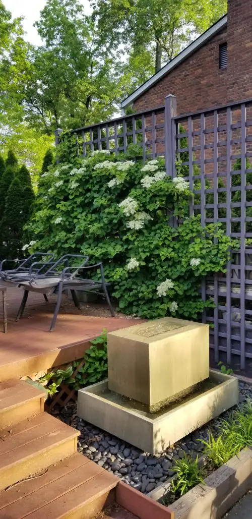 Fast Growing Flowering Vines