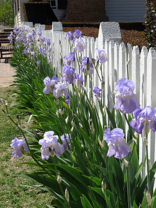 best iris flower arrangements 3