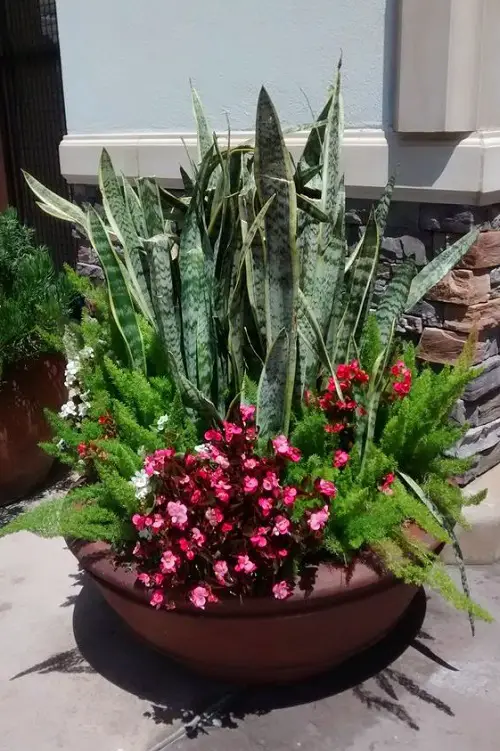 Snake Plant Container arrangement 
