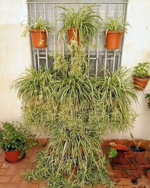 amazing ways to trellis snake plants 1
