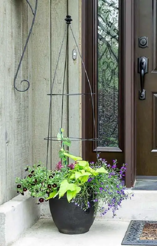 Ideas for Potted Plants 5