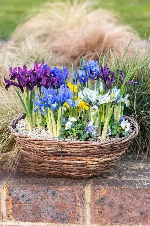 iris arrangements 7
