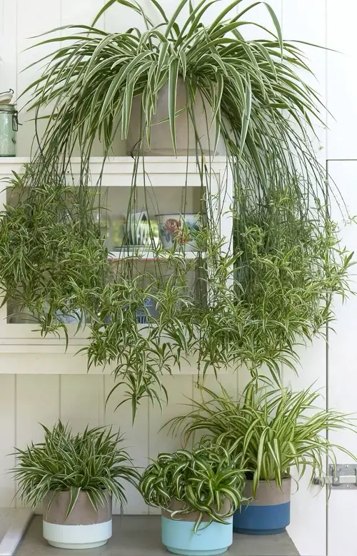 amazing ways to trellis snake plants 4