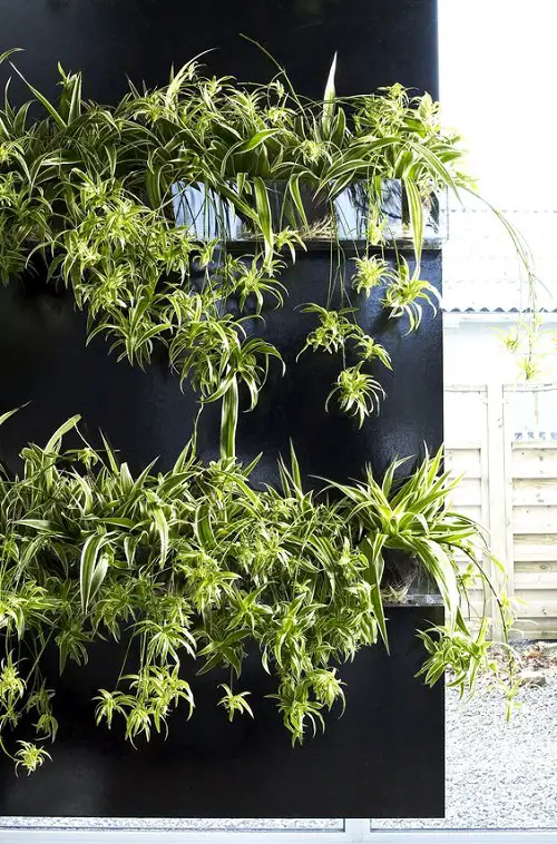 amazing ways to trellis snake plants 3