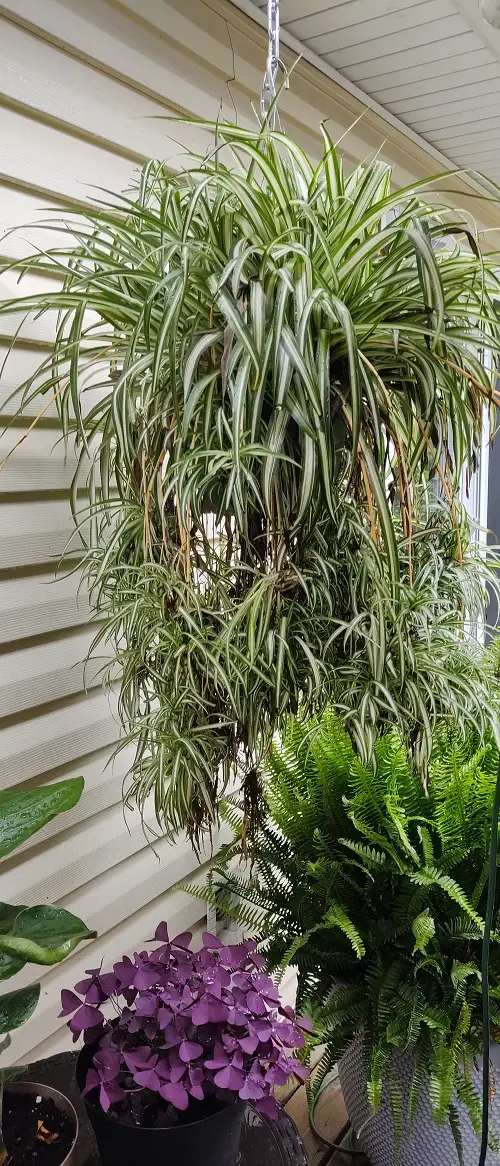 Tricks To Grow Biggest Spider Plants 2
