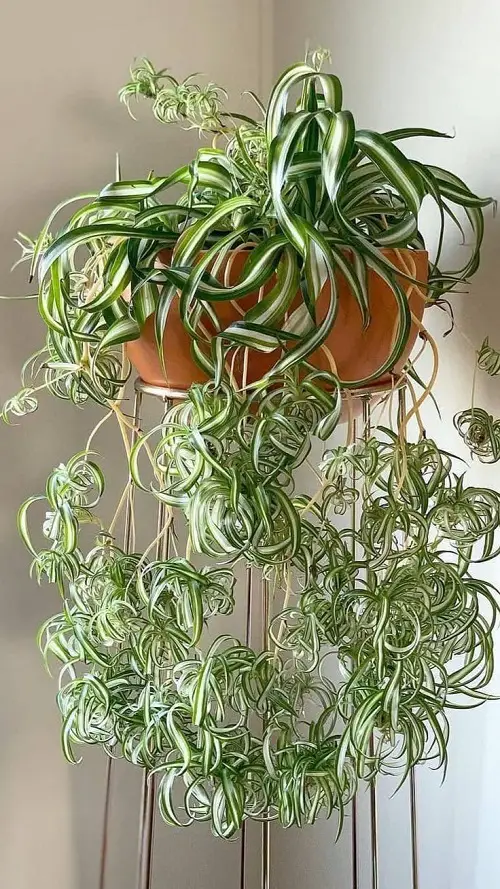 Plants for Shallow Pots 