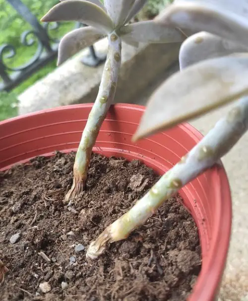 stem cutting Ways to Propagate Hens and Chicks