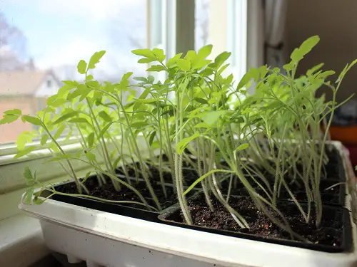 You Should Always Thin Seedlings 