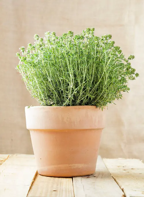 Herbs that Provide Unlimited Harvest 3