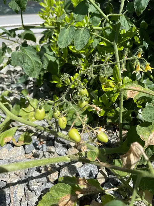 Ideal Vegetables for California's South 2