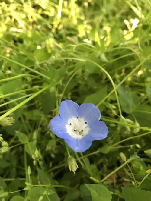 Flowers that Start with B